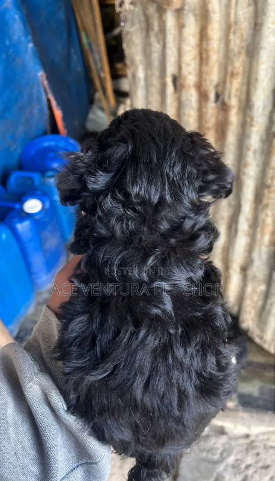 1-3 months Male Purebred Maltipoo