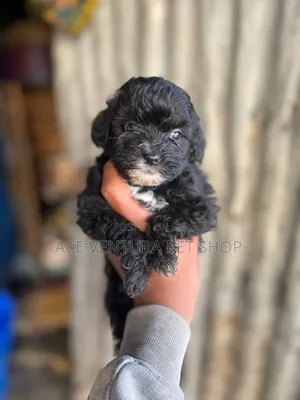 1-3 months Male Purebred Maltipoo