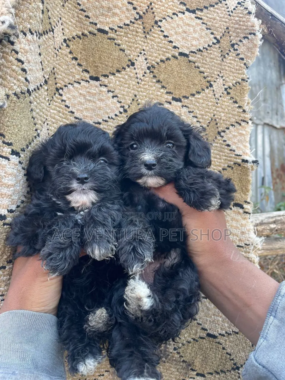 1-3 months Male Purebred Poodle