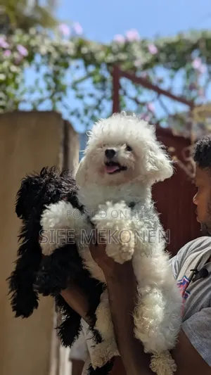 1-3 months Male Purebred Poodle