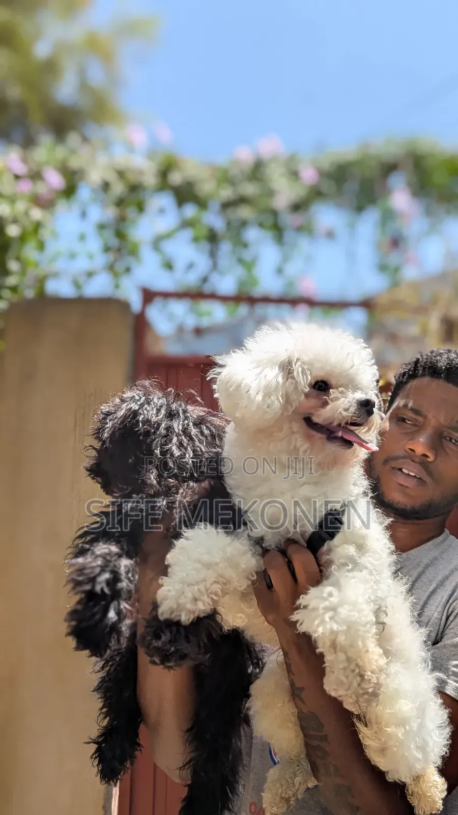 1-3 months Male Purebred Poodle