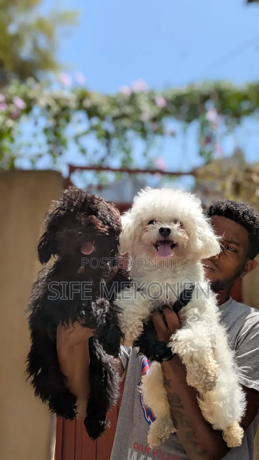 1-3 months Male Purebred Poodle