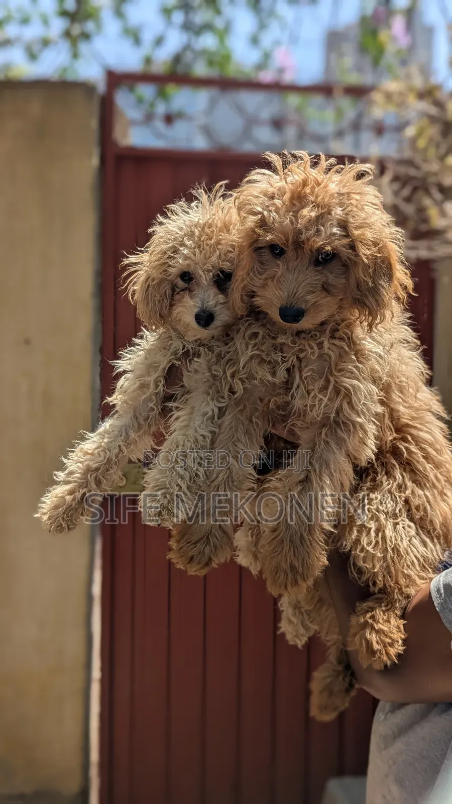 1-3 months Male Purebred Poodle