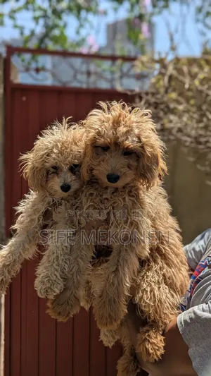 1-3 months Male Purebred Poodle