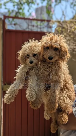 Photo - 1-3 months Male Purebred Poodle