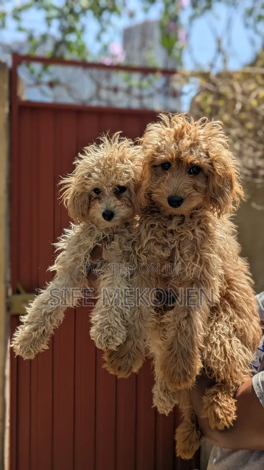 1-3 months Male Purebred Poodle