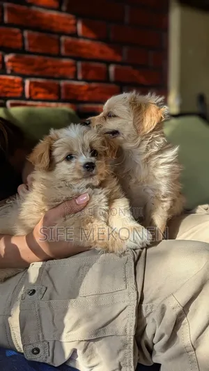 1-3 months Male Purebred Maltese
