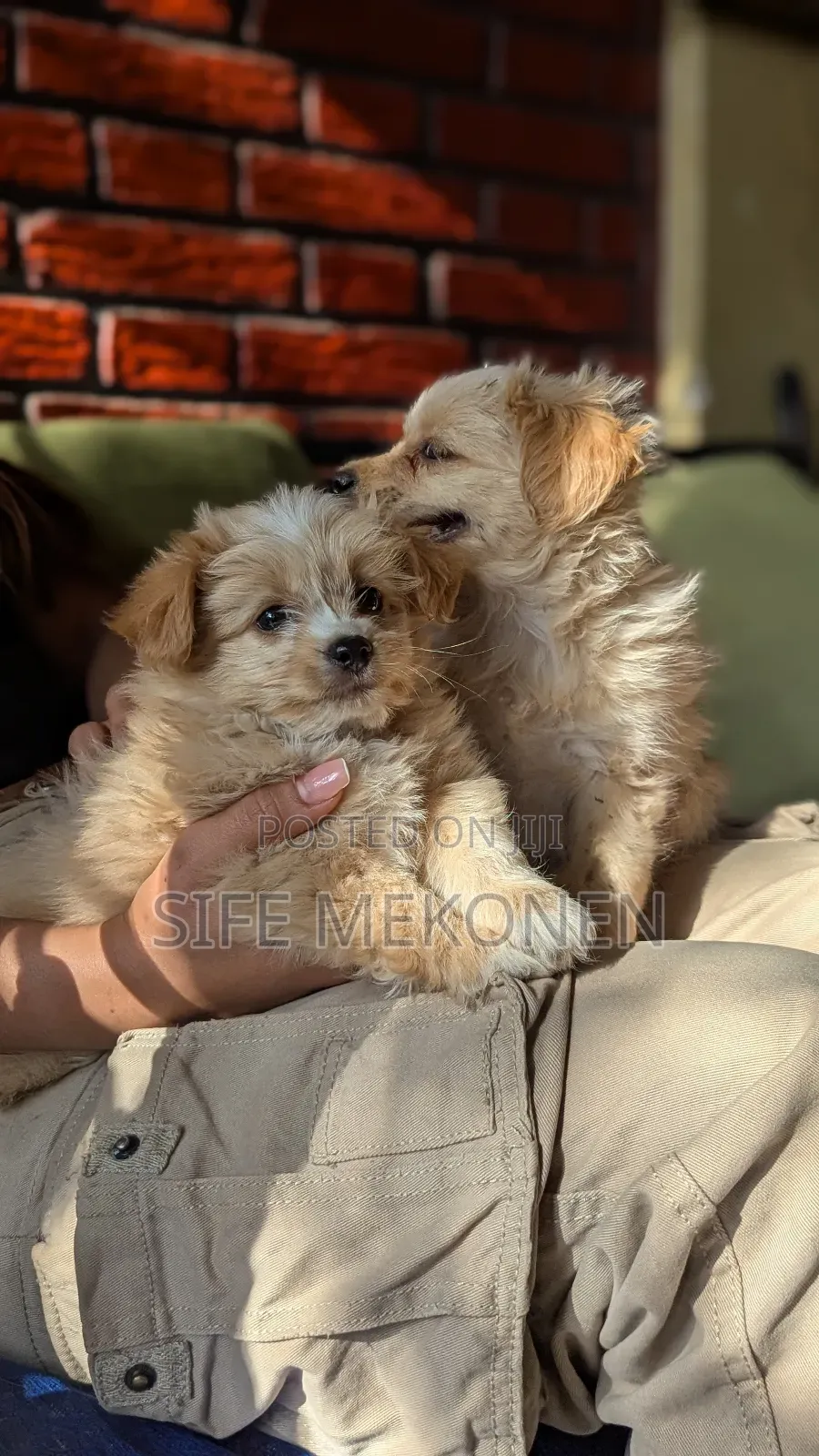 1-3 months Male Purebred Maltese