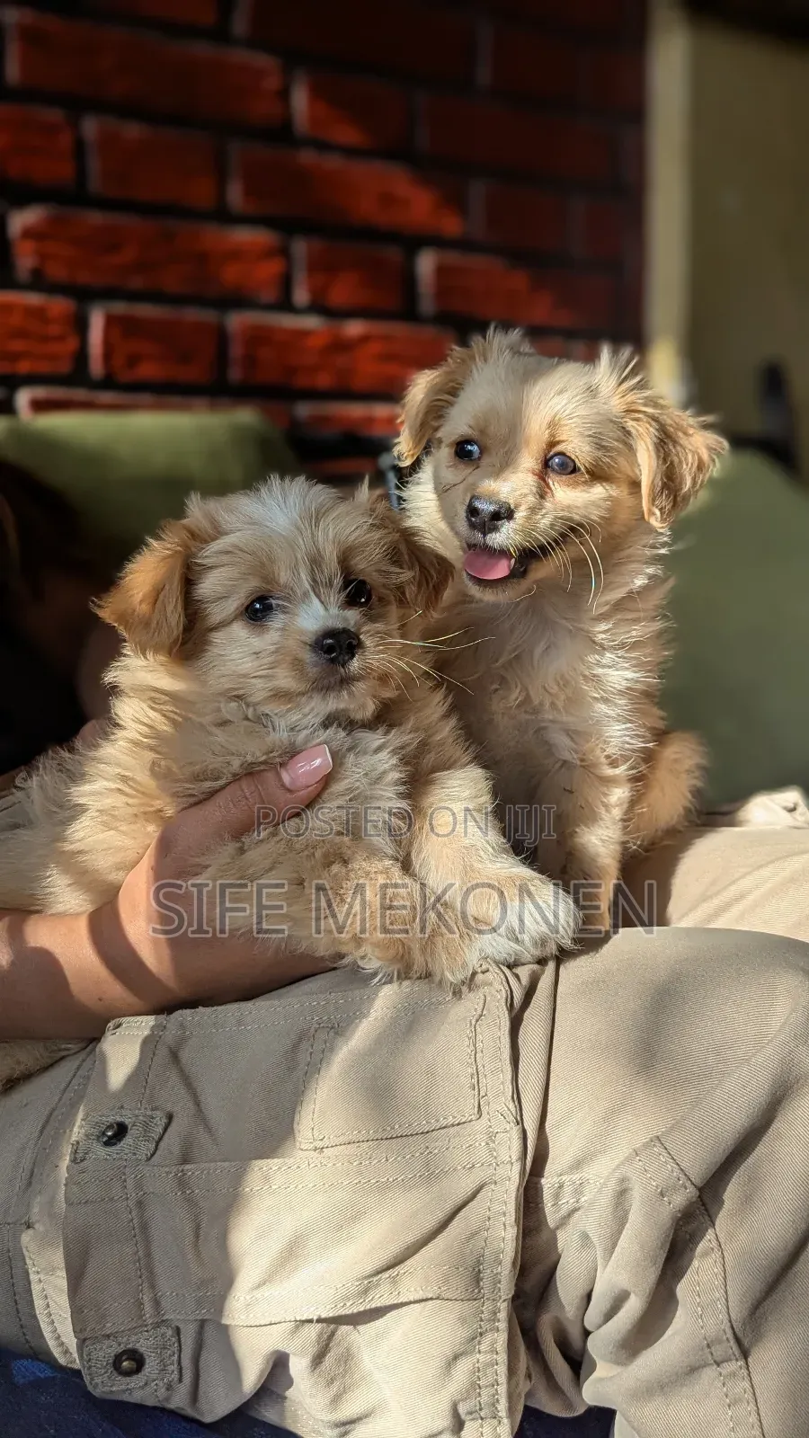 1-3 months Male Purebred Maltese