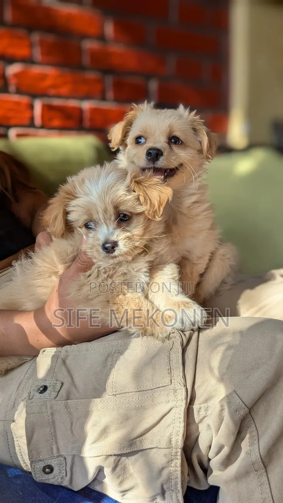 1-3 months Male Purebred Maltese