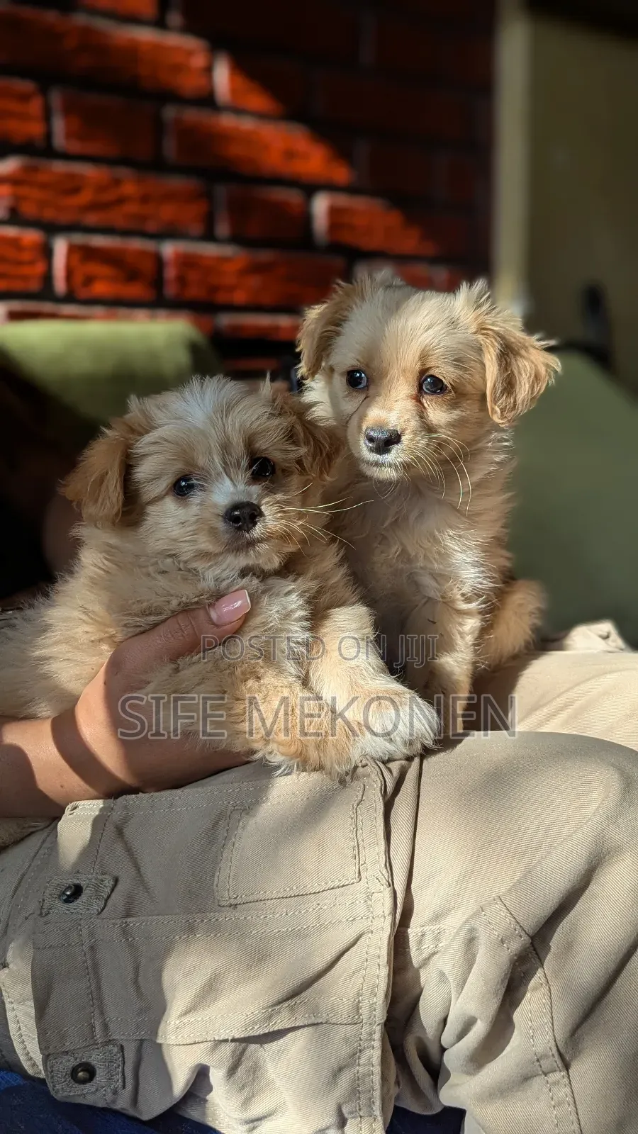 1-3 months Male Purebred Maltese