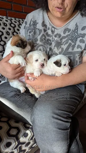 Photo - 0-1 month Male Purebred Maltese