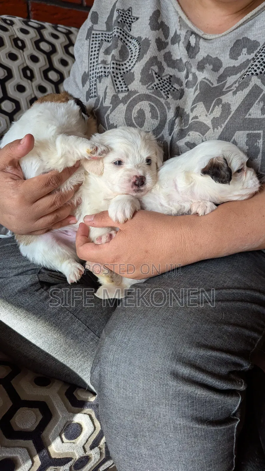 0-1 month Male Purebred Maltese