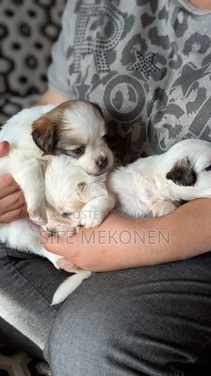 0-1 month Male Purebred Maltese