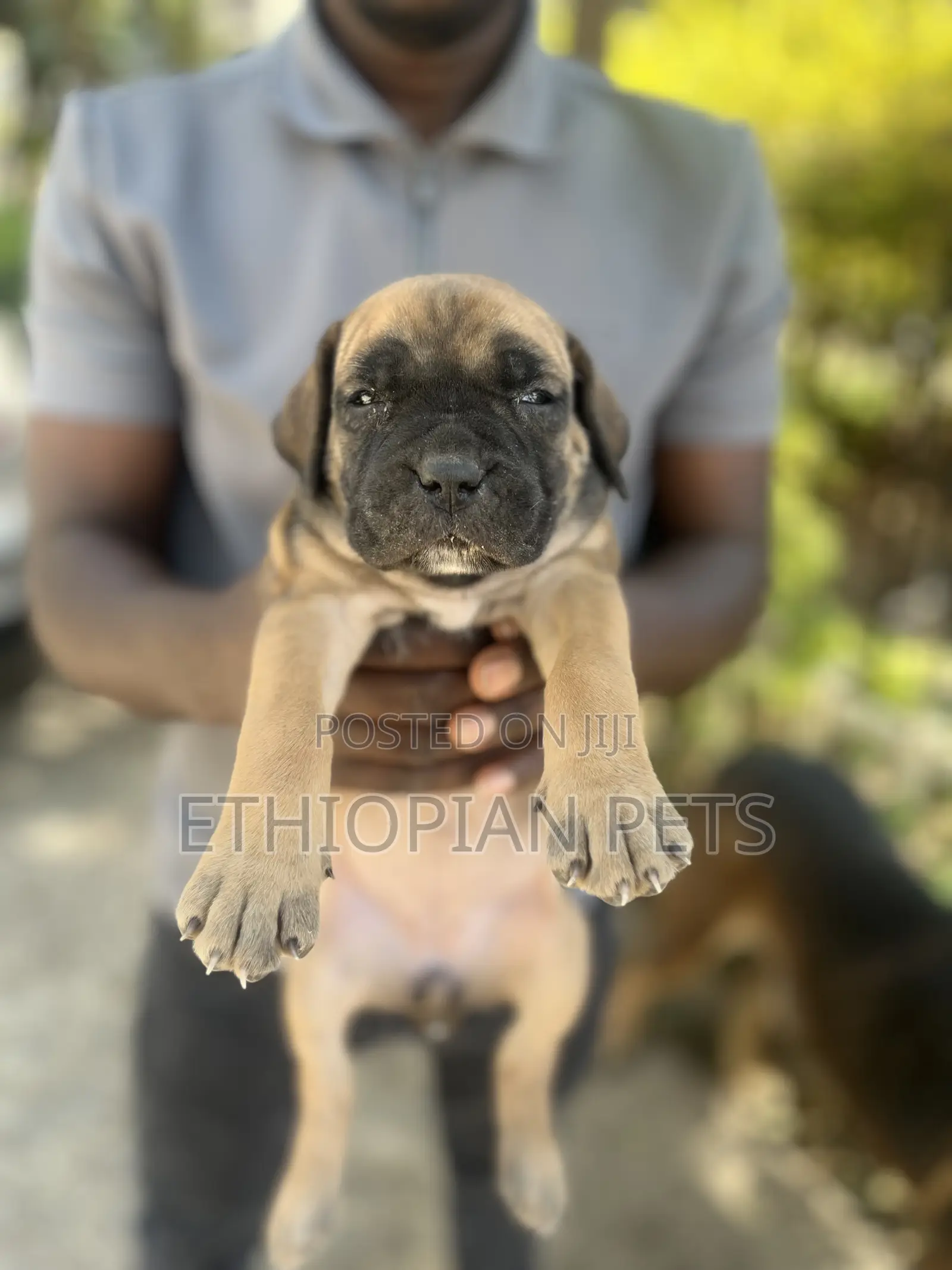 1-3 months Female Purebred Boerboel