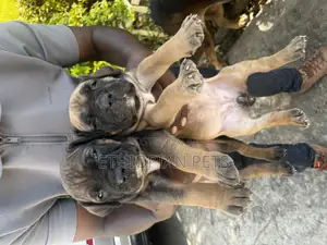 1-3 months Female Purebred Boerboel