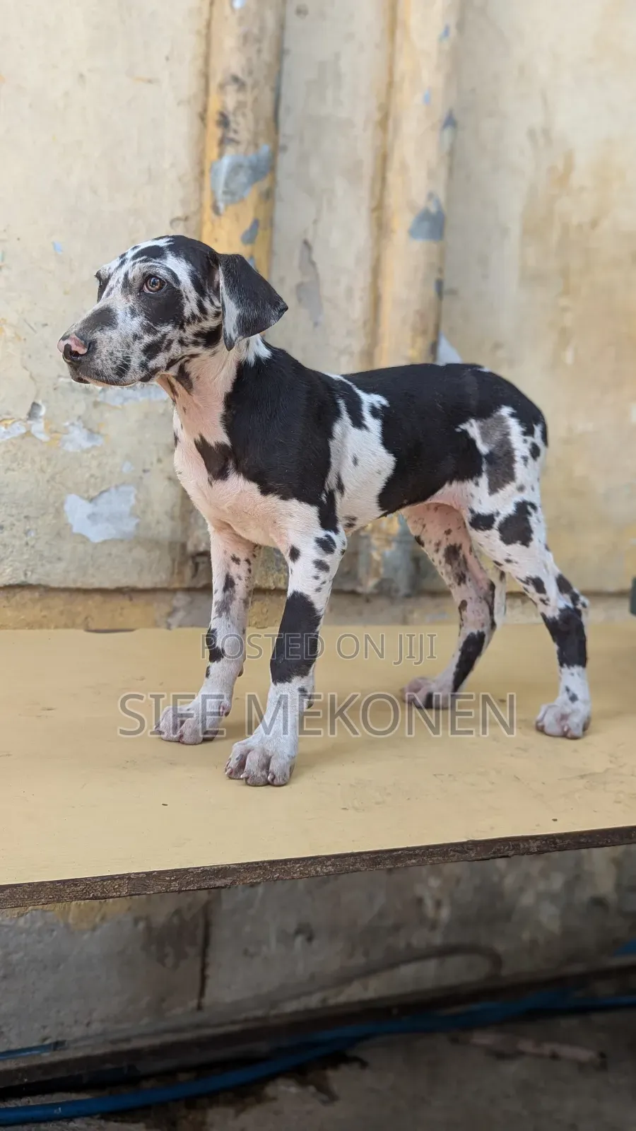 1-3 months Female Purebred Great Dane