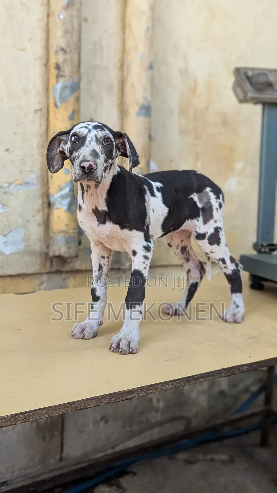 1-3 months Female Purebred Great Dane