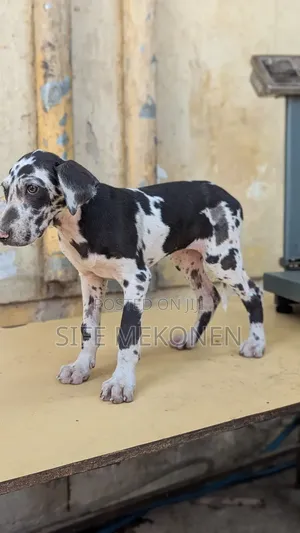 1-3 months Female Purebred Great Dane