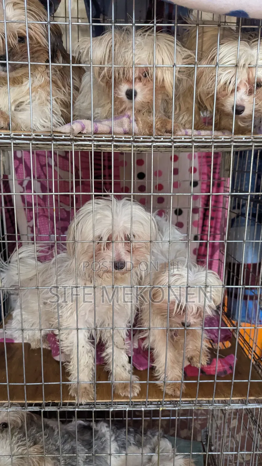 1-3 months Male Purebred Maltese