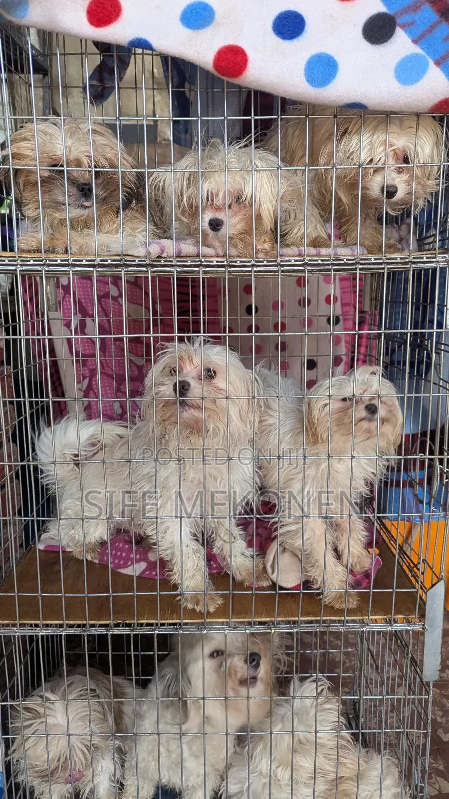 1-3 months Male Purebred Maltese