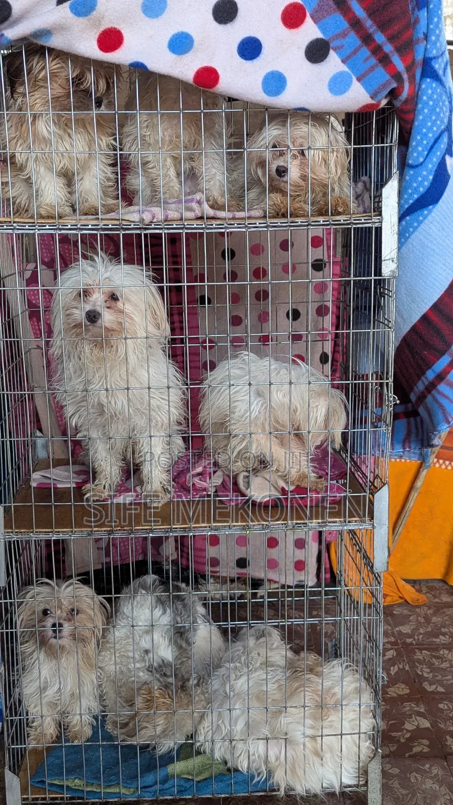 1-3 months Male Purebred Maltese