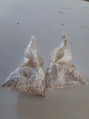 Photo - የእንጉዳይ (በተን) ዘር። Button Mushroom Spawn