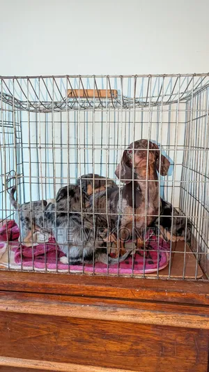 1-3 months Male Purebred Dachshund