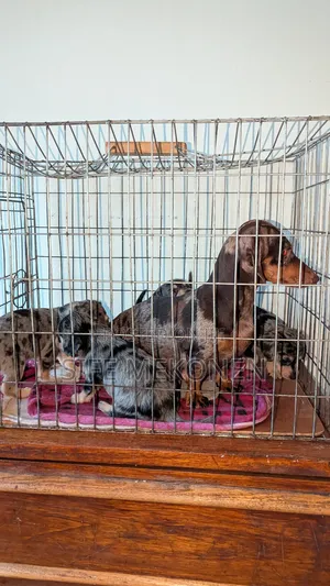 1-3 months Male Purebred Dachshund