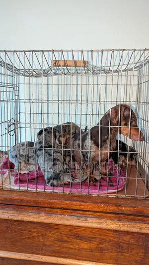 Photo - 1-3 months Male Purebred Dachshund