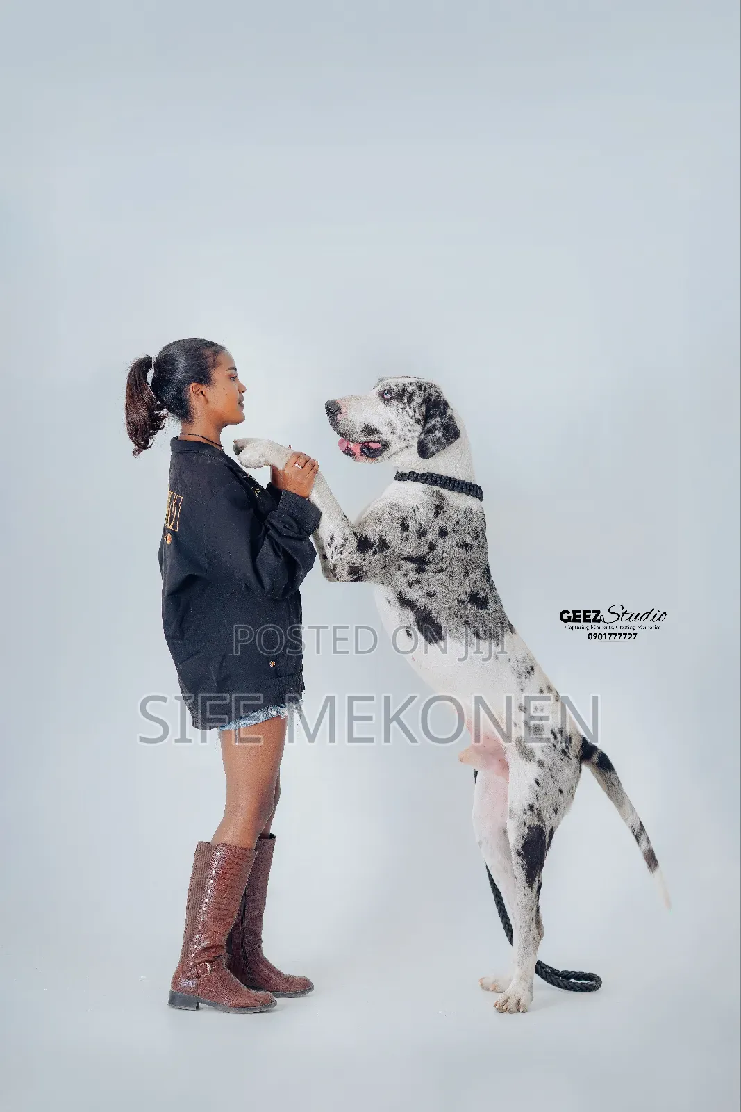 1-3 months Male Purebred Great Dane