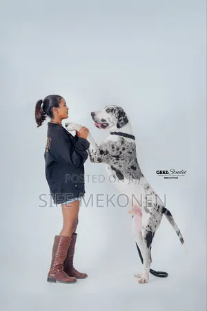 Photo - 1-3 months Male Purebred Great Dane