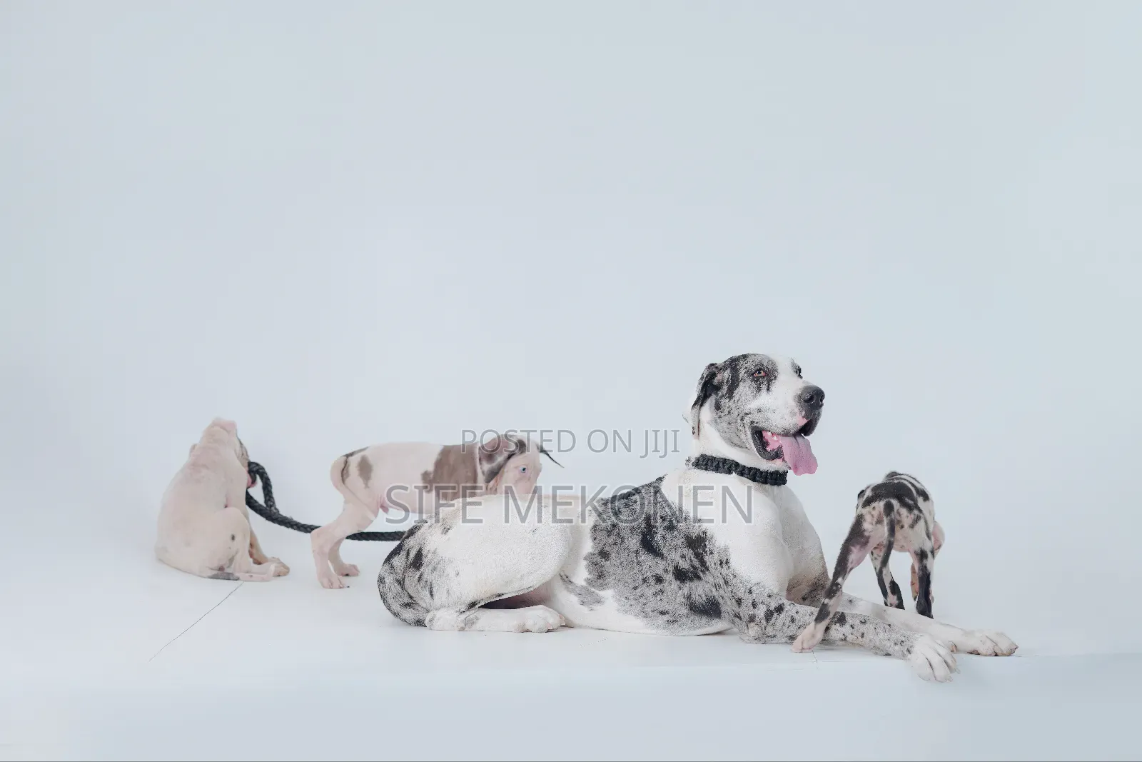 1-3 months Male Purebred Great Dane