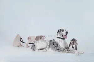 1-3 months Male Purebred Great Dane
