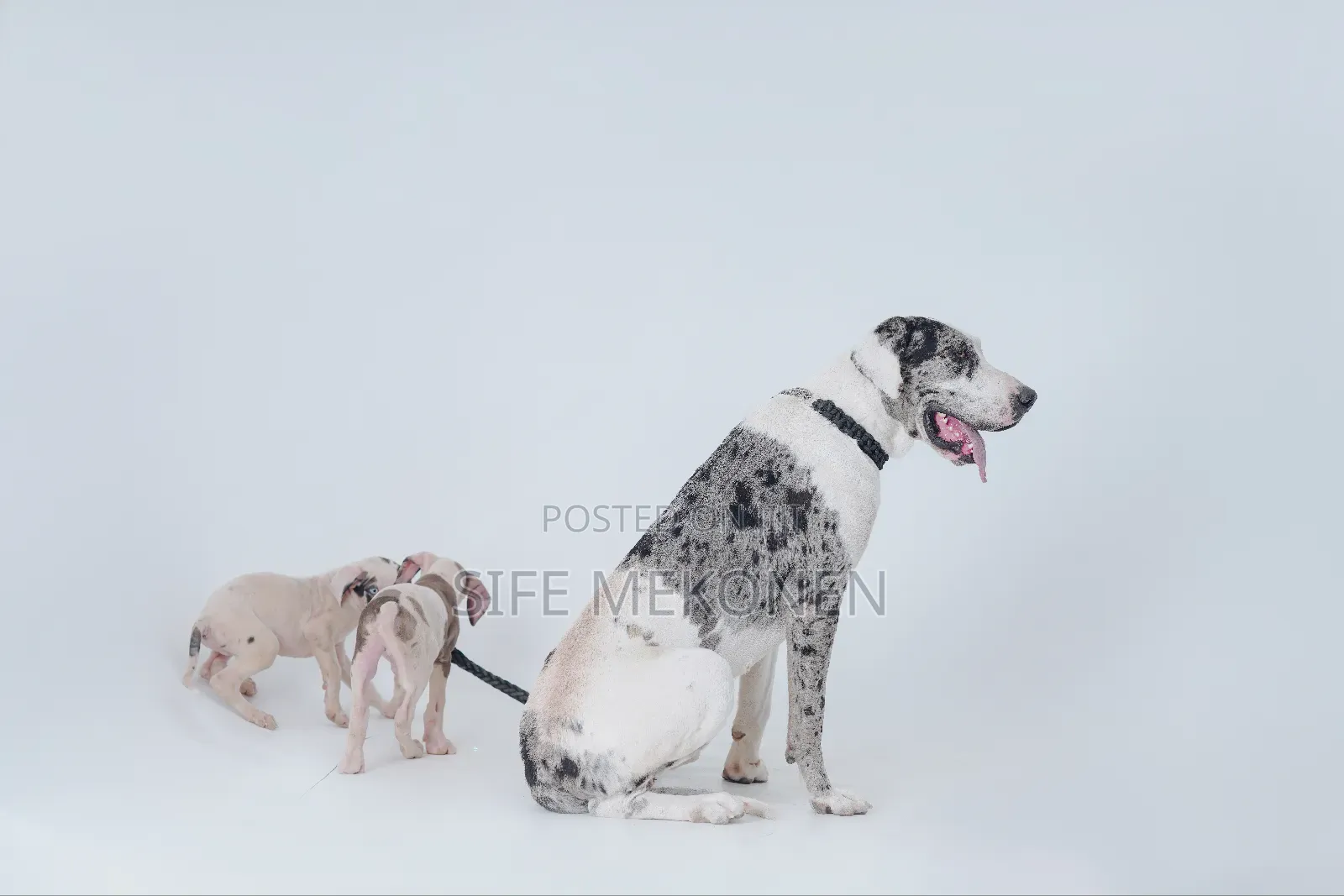 1-3 months Male Purebred Great Dane