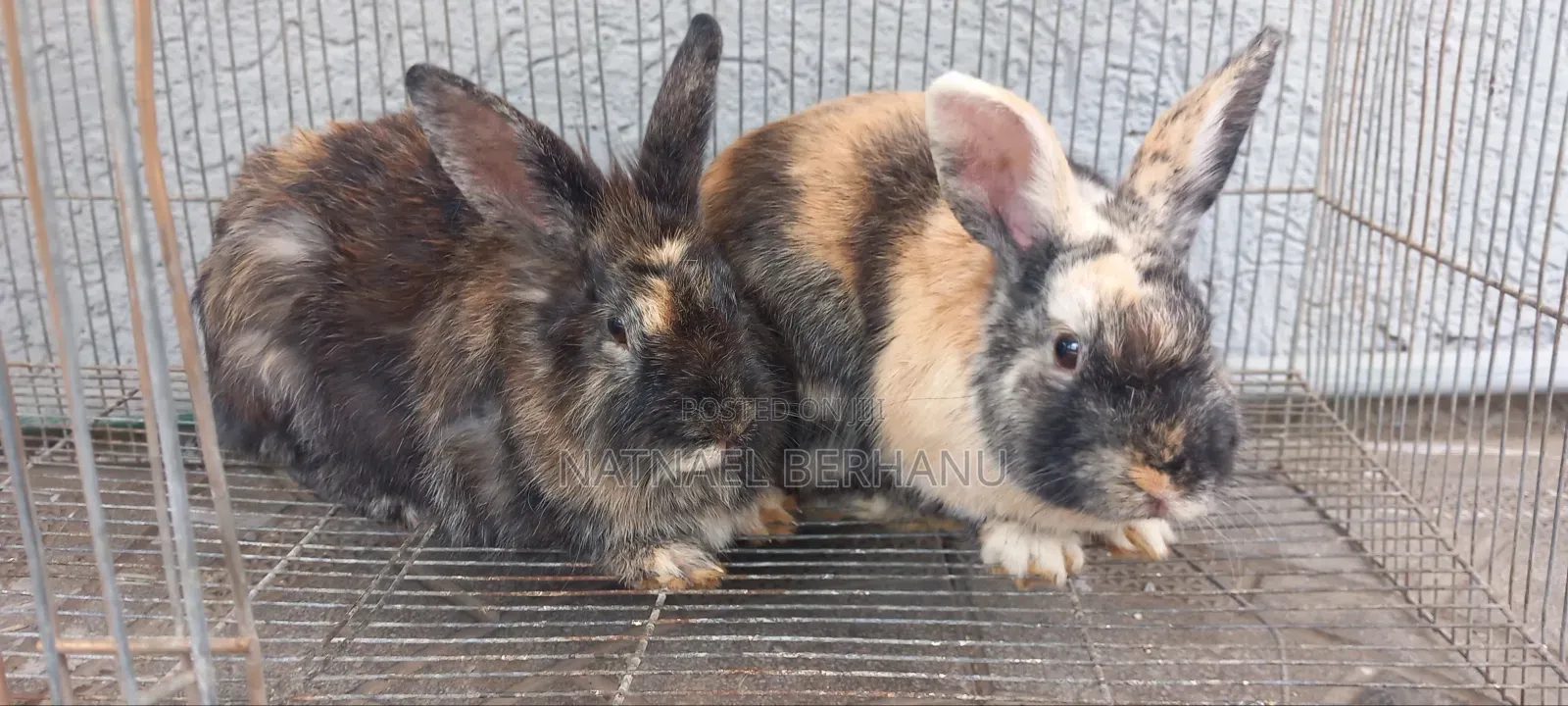 Adult Rabbits