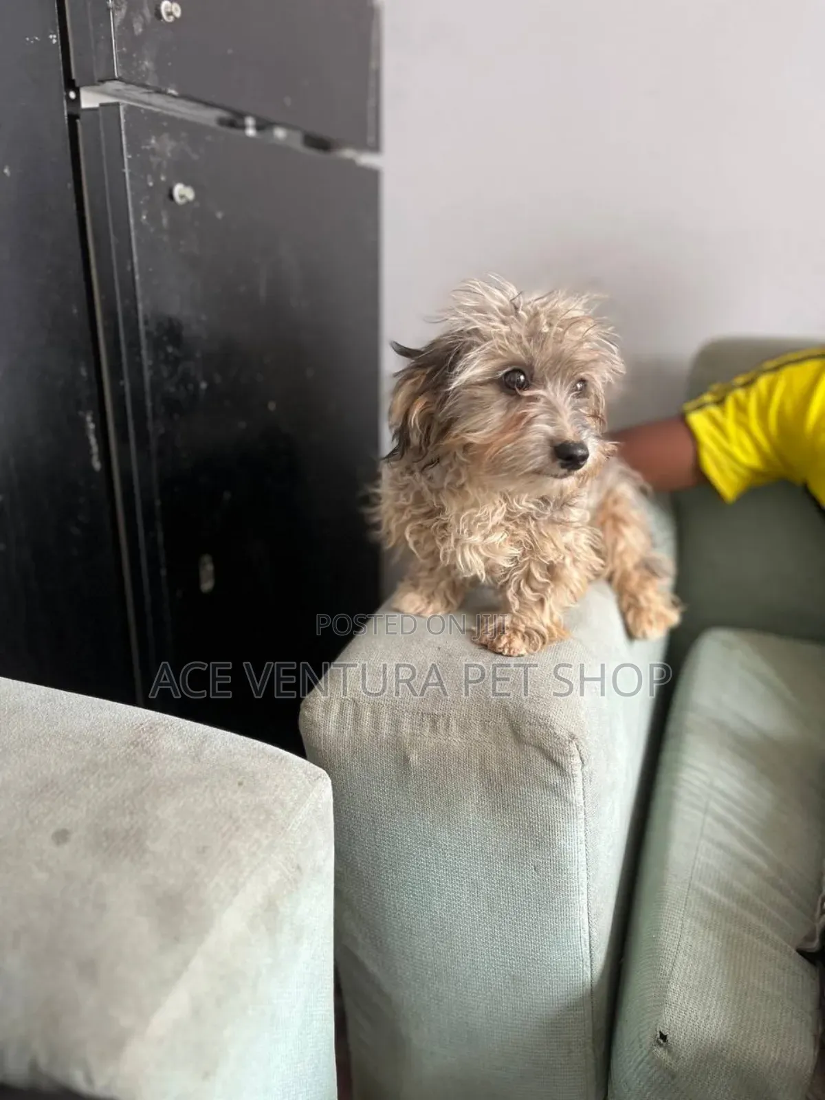 1-3 months Male Purebred Maltese