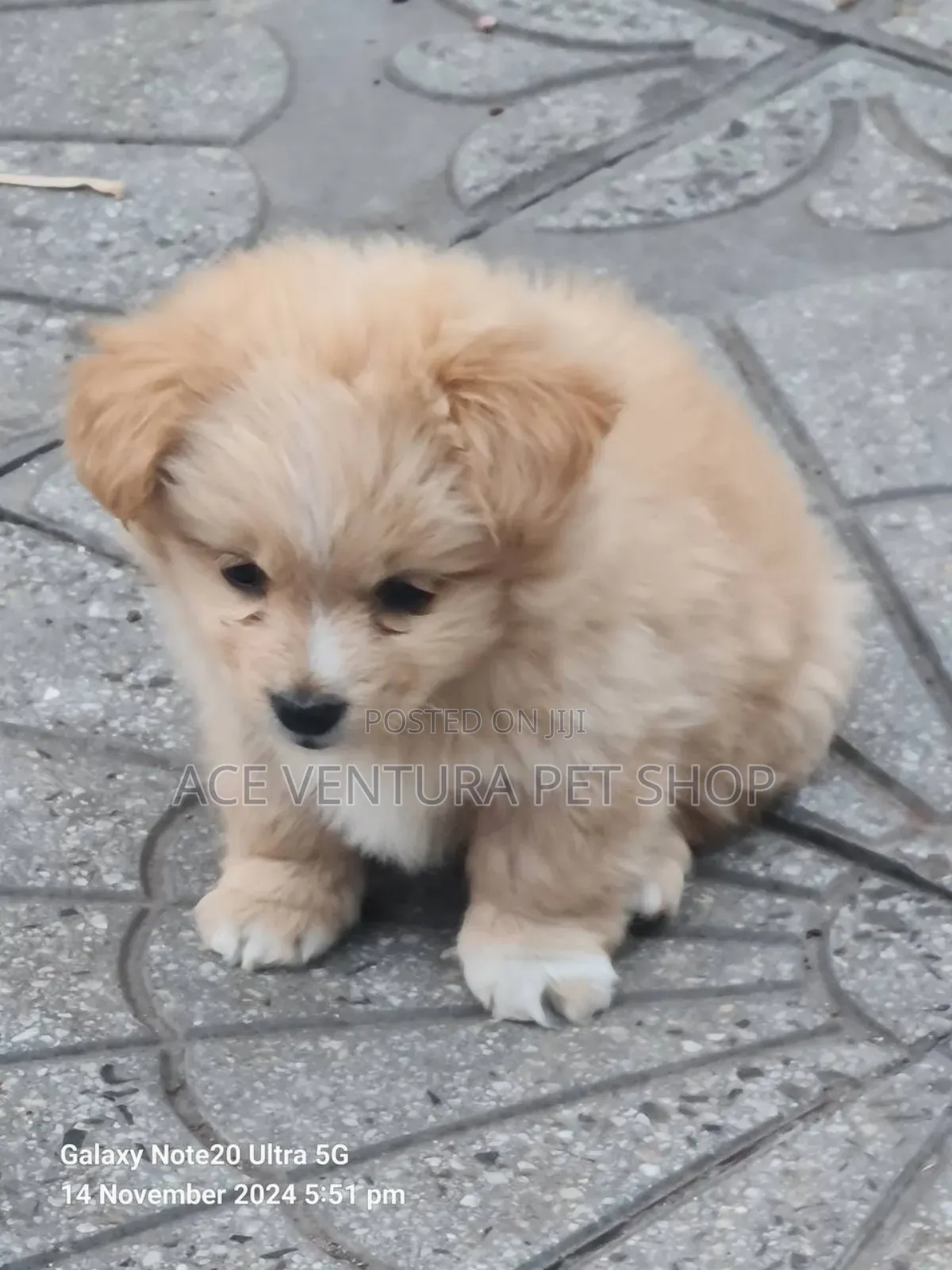 1-3 months Male Purebred Maltese
