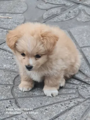 Photo - 1-3 months Male Purebred Maltese