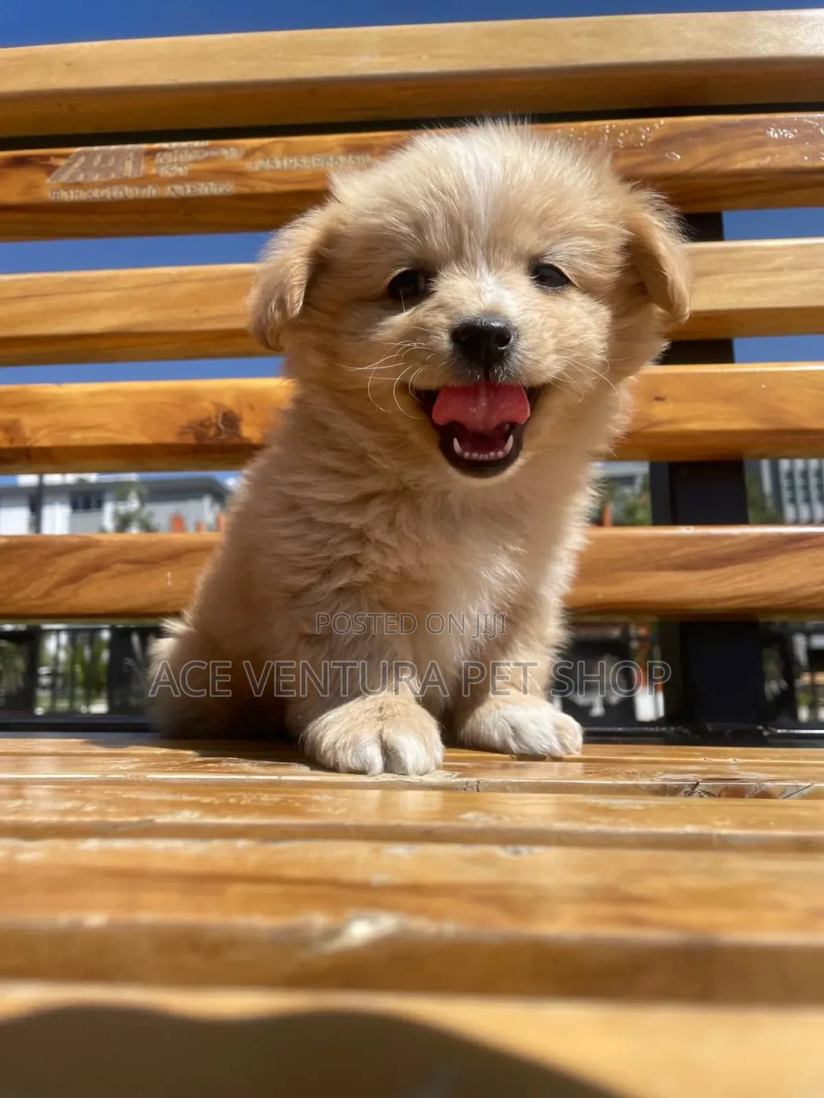 1-3 months Male Purebred Maltese