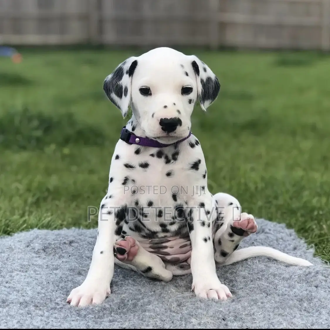 1-3 months Male Purebred Dalmatian