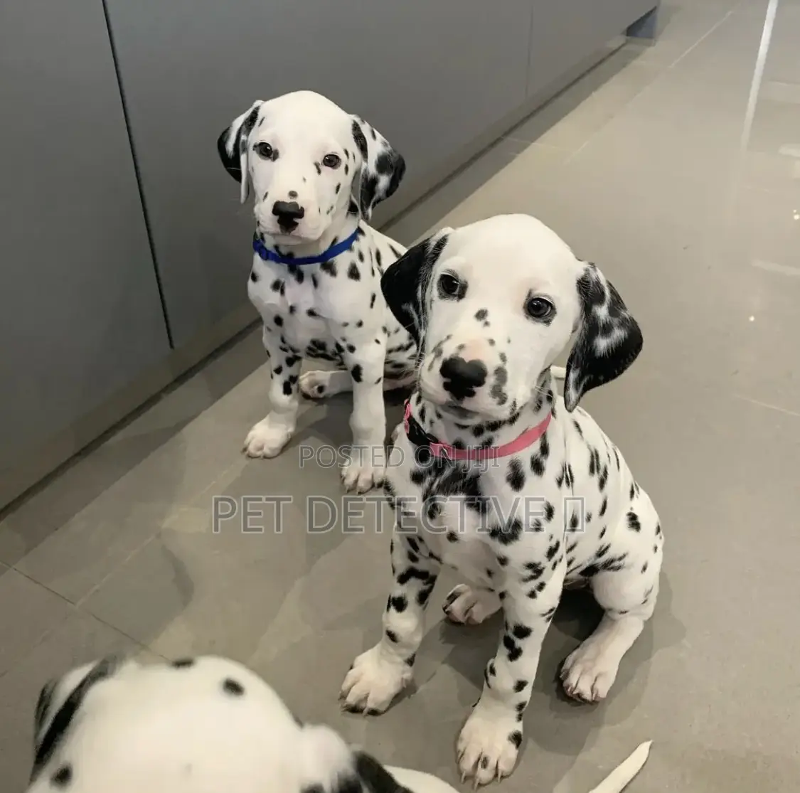 1-3 months Male Purebred Dalmatian