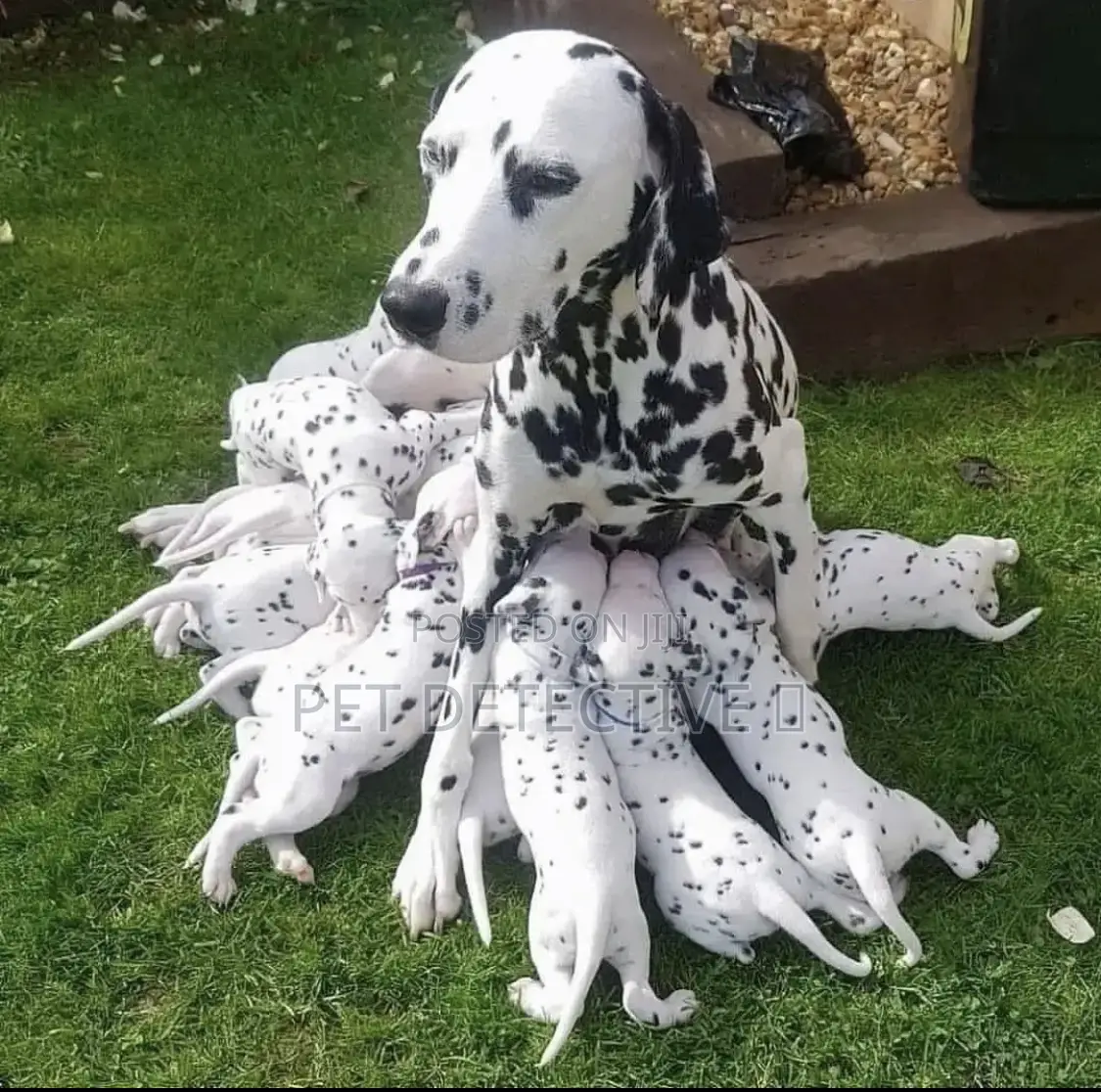 1-3 months Male Purebred Dalmatian