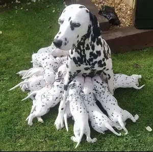 Photo - 1-3 months Male Purebred Dalmatian