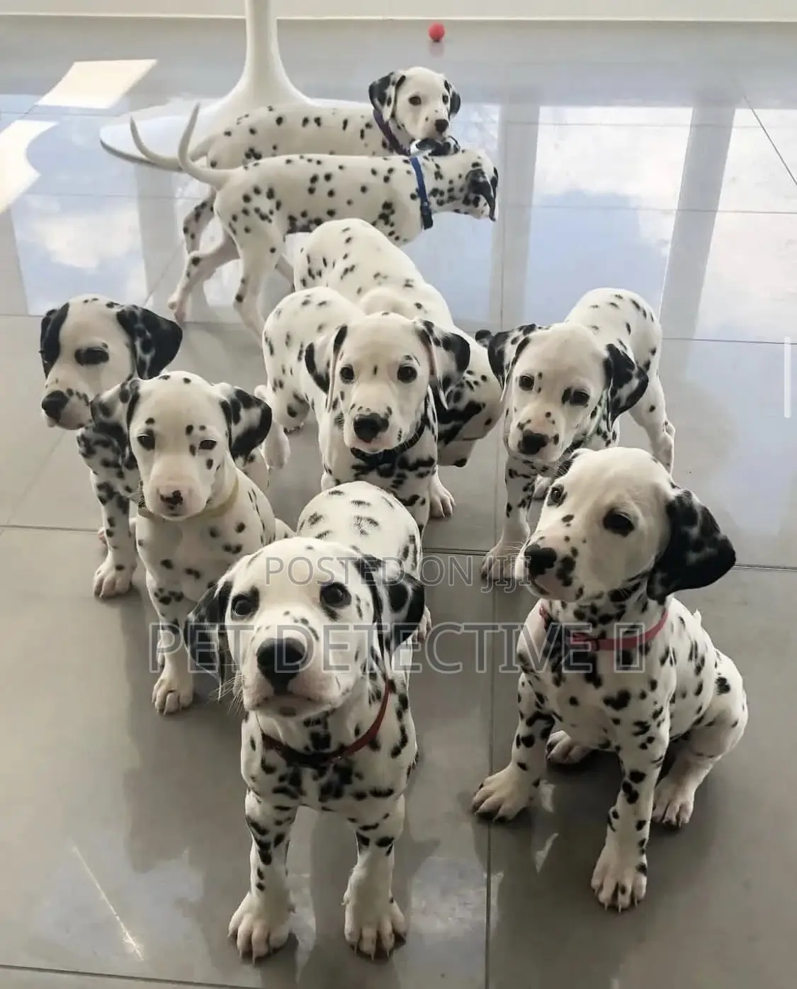 1-3 months Female Purebred Dalmatian