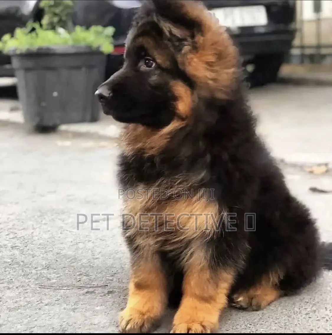 1-3 months Male Purebred German Shepherd