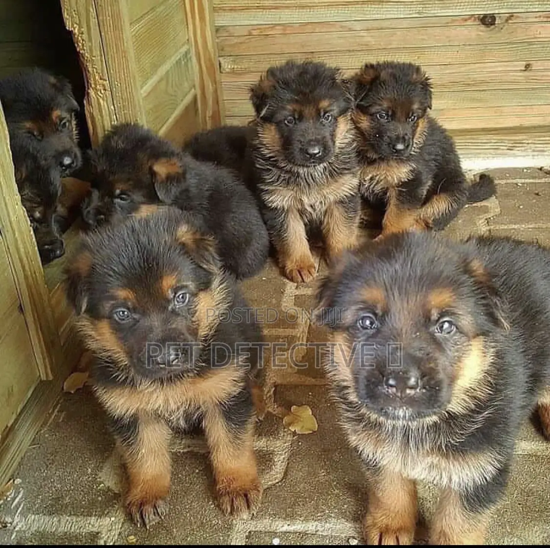 1-3 months Male Purebred German Shepherd