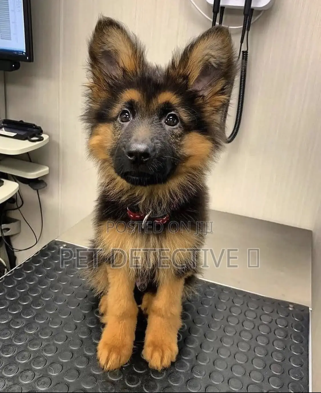 1-3 months Male Purebred German Shepherd