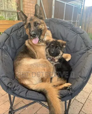 1-3 months Male Purebred German Shepherd