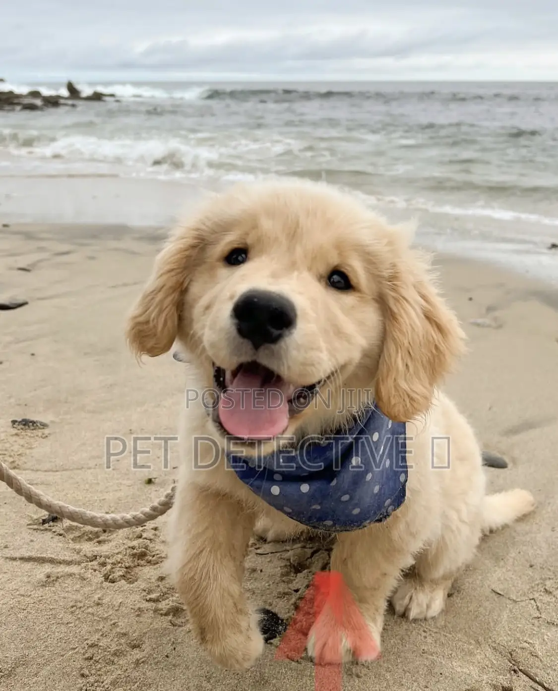 1-3 months Male Purebred Golden Retriever